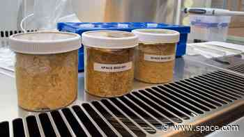 Space miso is nuttier than Earth miso — but it's still miso