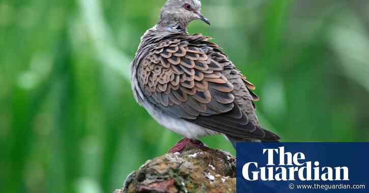 Turtle doves to be shot for sport again across Europe as EU lifts hunting ban