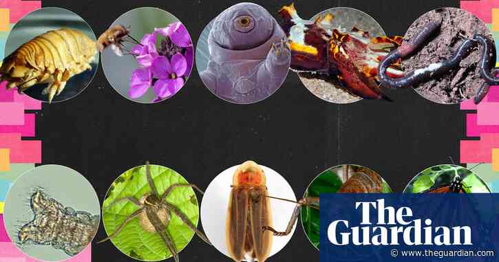 Invertebrate of the year 2025: vote for your favourite