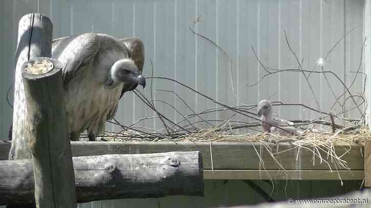 Mannetjesgieren Aziz en Kadir adopteren met succes kuiken uit Blijdorp