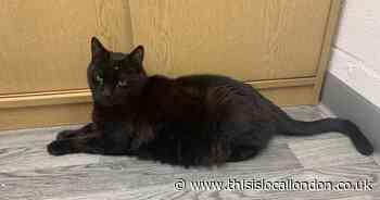 'We're all devastated': Much-loved university cat 'lured away by men'