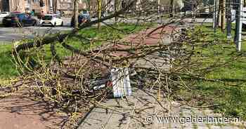 Fietsster komt onder omgewaaide boom terecht en raakt gewond