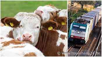 Fünf Kühe sterben auf den Gleisen: So kam es zum furchtbaren Unfall – So lief die Bergung