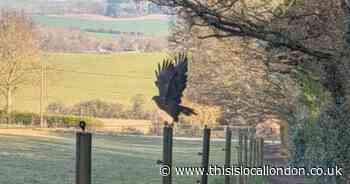 Buzzard 'dive-bombs' walker in country park as warning issued