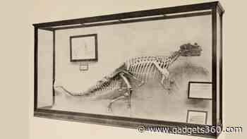 444-Million-Year-Old Inside-Out Fossil Without Head And Legs Found In South Africa