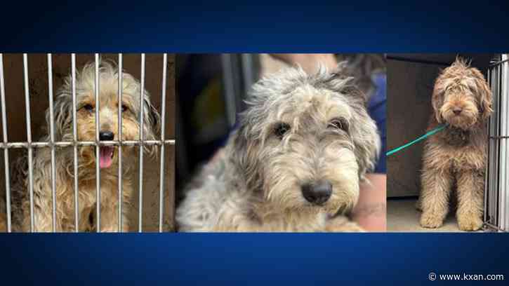 Austin Humane Society helps rescue 30+ dogs, including 19 doodles, from 1 home