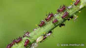 Hausmittel gegen Blattläuse: Schützen Sie Ihre Pflanzen mit Zutaten aus der Küche