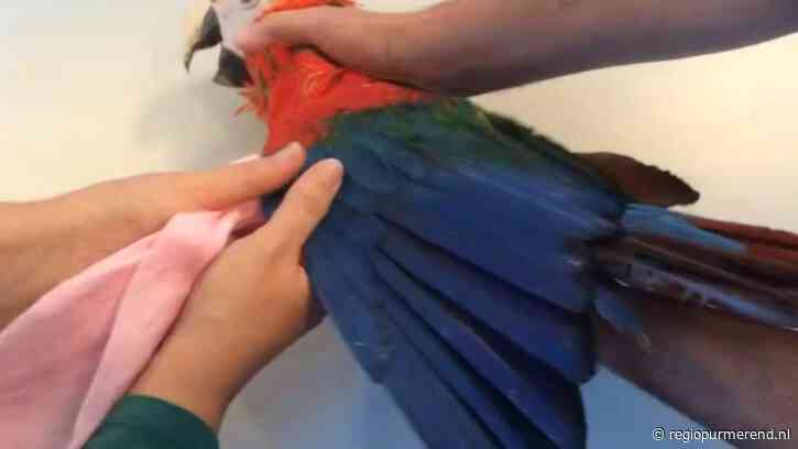 Illegale papegaaienhandel: Dennis J. veroordeeld voor misleiding en fraude, boete van bijna half miljoen euro