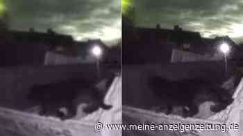 Videoaufnahmen zeigen Gruselwesen mitten im Dorf – ist das „Beast of Bucks“ wieder aufgetaucht?