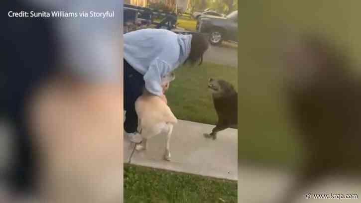 SEE IT: NASA astronaut Sunita Williams reunites with dogs after 9-month stay in space