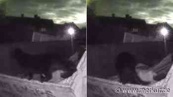 Video von Gruselwesen aufgetaucht – unheimliche Aufnahmen zeigen mysteriöse Riesenkatze