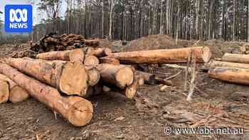 Loophole in native timber ban allows scope for private logging