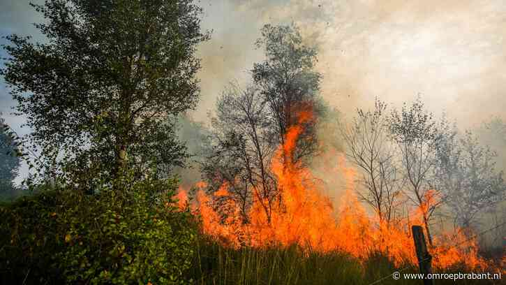 Zeer grote natuurbrand in Budel-Dorplein, vuur breidt zich uit