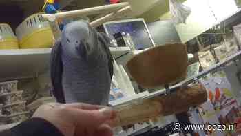 Dennis Papegaaien moet half miljoen dokken wegens illegale handel