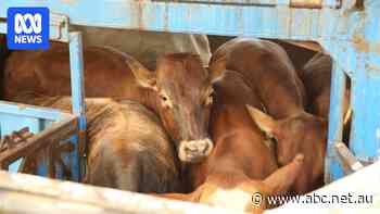 Breaking: Australian beef singled out as Donald Trump outlines latest tariffs