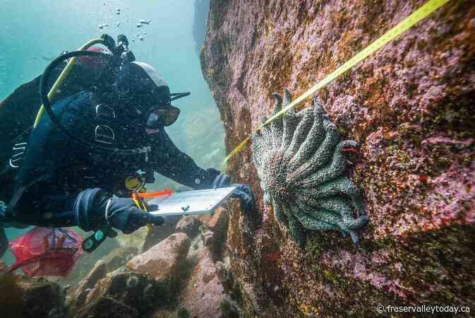 Critically endangered sunflower sea stars are seeking refuge in B.C. fiords