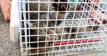 Geschrokken kat zit vast onder bestelbus: brandweer, dierenambulance en omstanders redden het dier