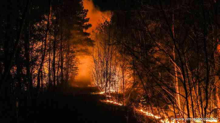 Zeer grote natuurbrand in Budel-Dorplein, vuur lastig te bestrijden