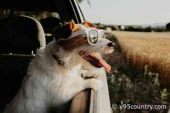 Leaving Wyoming With Your Dog Can Be A Big Problem