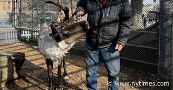 Star VII, Anchorage’s Famous Reindeer, Dies Weeks After Poisoning