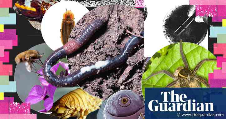 The invertebrate of the year competition is here. Who will you vote for? – video