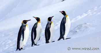 Trump Tariffs Hit Antarctic Islands Inhabited by Zero Humans and Many Penguins