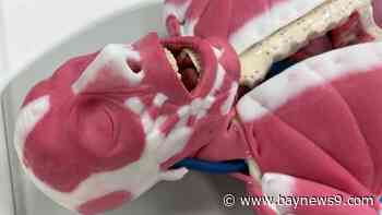 Tampa's SynDaver creates synthetic models for medical training and anatomy education