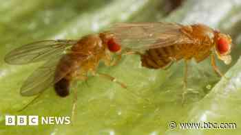 Alcohol makes male fruit flies more attractive