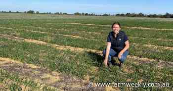 Industry expert pleas the case for using more lupins on ameliorated soils