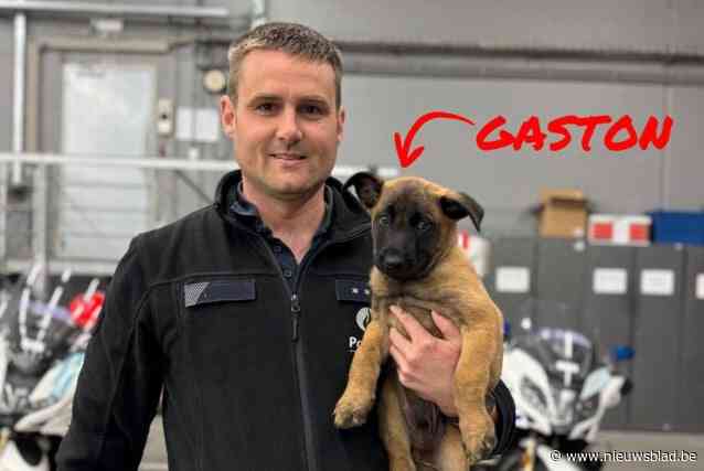 Politie stelt met piepjonge Gaston nieuwste rekruut op vier poten voor: “Over twee jaar kan hij ons team versterken”