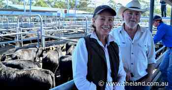 Maitland weaner market soars as Trump's tariffs fail to shake buyer confidence