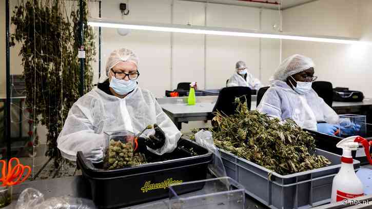 Wietexperiment deels uitgesteld: pas in juni handhaving op hasj