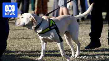 NSW government urged to scrap sniffer dogs and strip searches at festivals