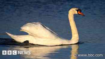 Warning after dead swans found in park