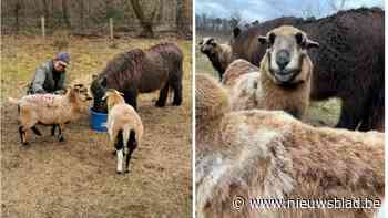 Loslopende hond valt schaap in De Liereman aan: “Dierenarts heeft Fleur moeten laten inslapen”