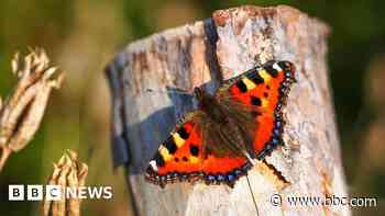 More than half of UK's butterfly species in long-term decline