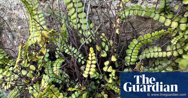 Country diary: They look like tiny green toenails. So why the name ‘maidenhair’ spleenwort? Sara Hudston
