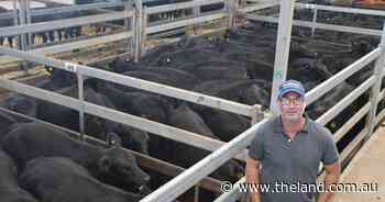 Market trends above expectation at Wodonga store sale with steers in demand