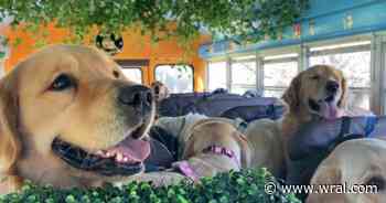 Cutest ride ever: Pup Park Shuttle for Raleigh's dog owners delivers big smiles