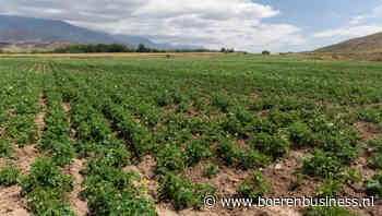 Recessie Argentinië maar aardappelsector groeit