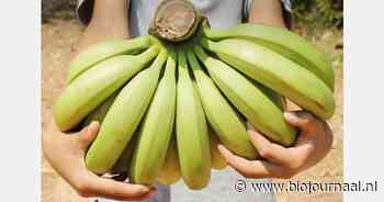 'True Price-project' levert ruim €22.000 op voor verduurzaming bananenteelt