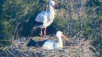 Premiere in Hochdorf: Störche nisten das erste Mal im Kreis Calw