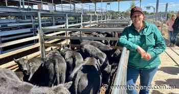 Prices surge at Moss Vale weaner sale as buyers compete for heavier cattle