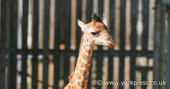 Baby giraffe born at Flamingo Land