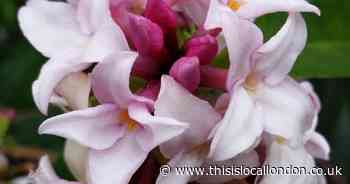 Save on most fragrant Daphne 'Perfume Princess' with You Garden