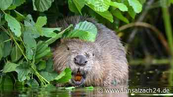 Planänderung: Lebendfalle kommt nun doch nicht zum Einsatz
