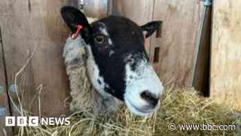 'Loose dogs killed our sheep and cost us £15,000'