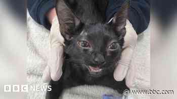 Man beat kitten and blamed injuries on 'falling TV'