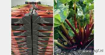 Rabarberoogst in Beieren van start