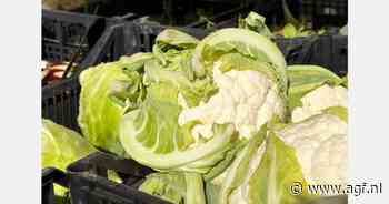 Beperkte Franse bloemkooloogst